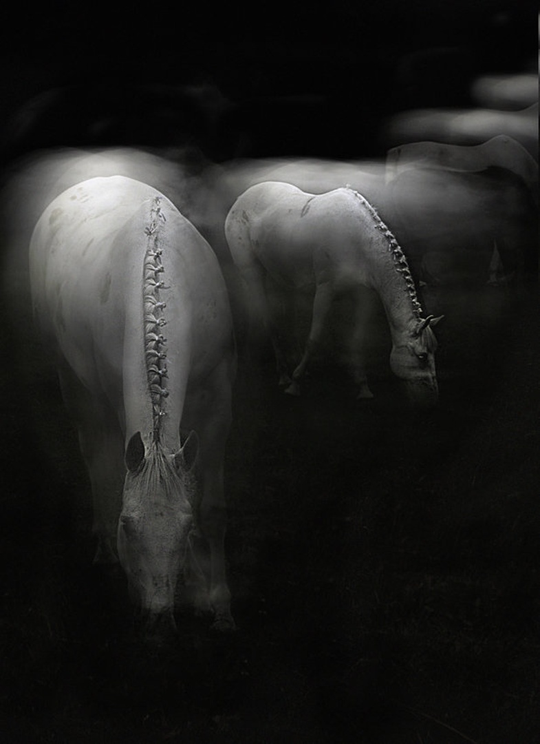 Bele sence by Milan Malovrh
