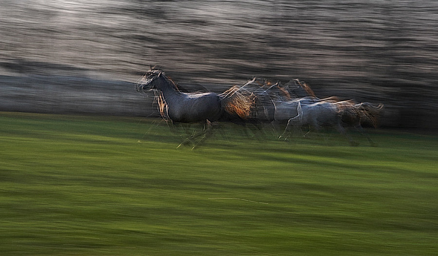 Galop by Milan Malovrh