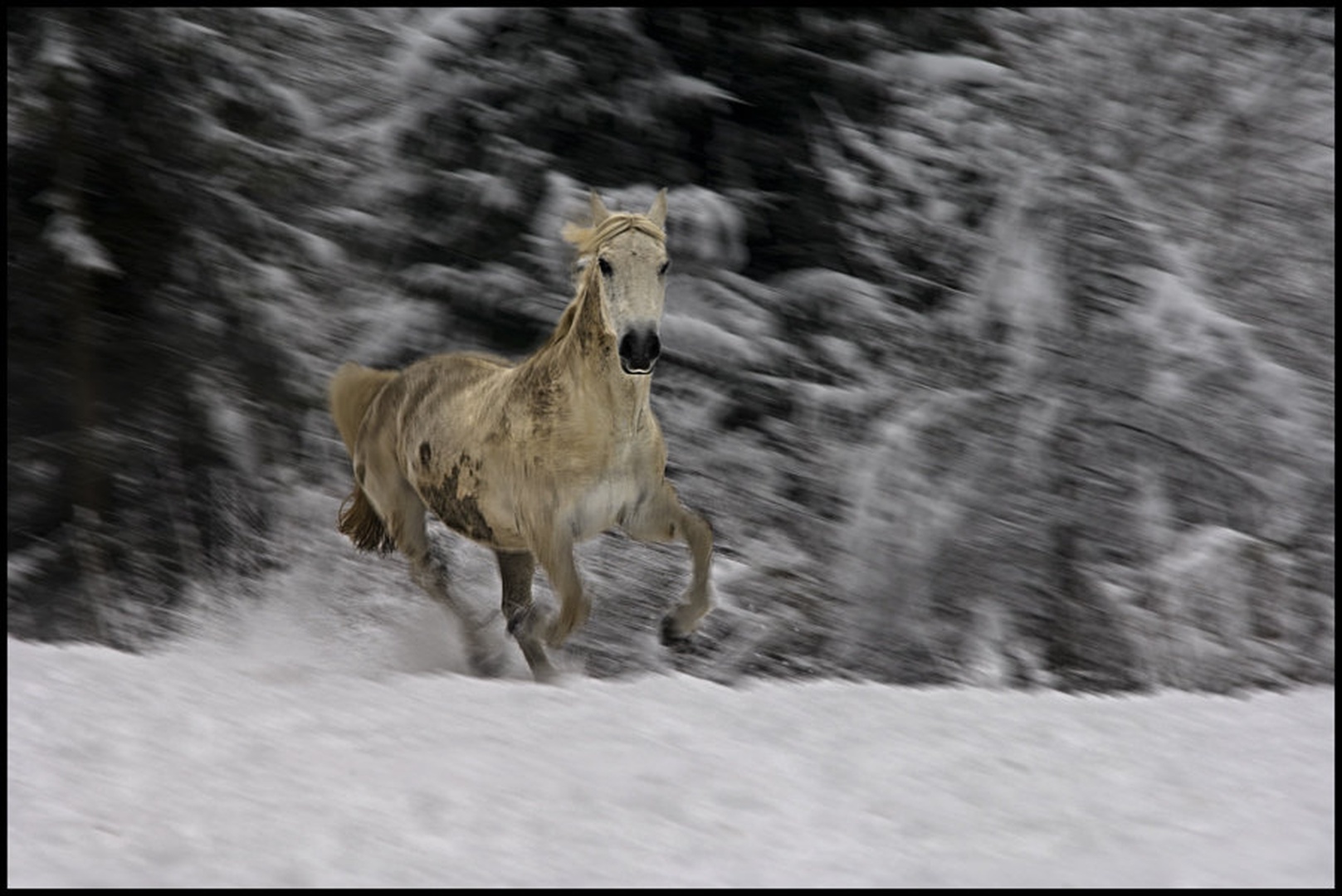 Zimski galop by Milan Malovrh