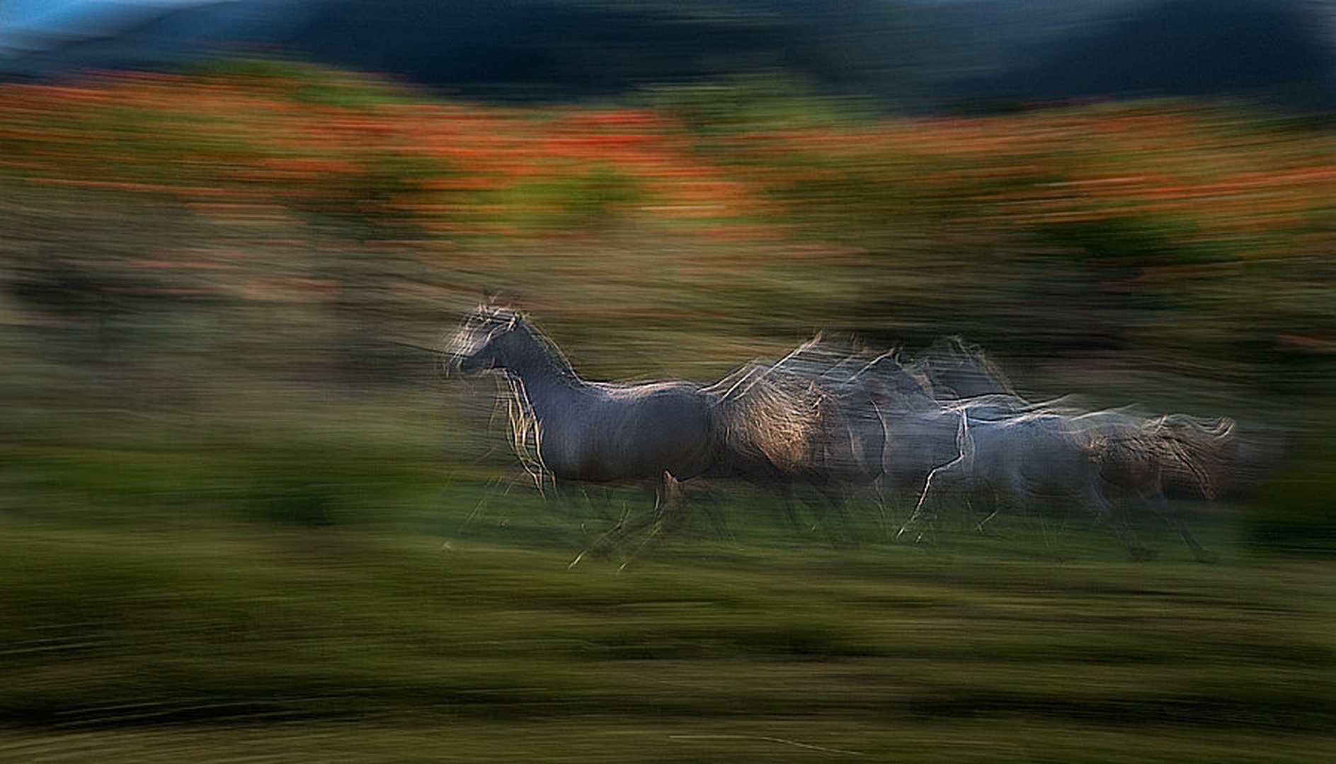 Galop skozi barve by Milan Malovrh
