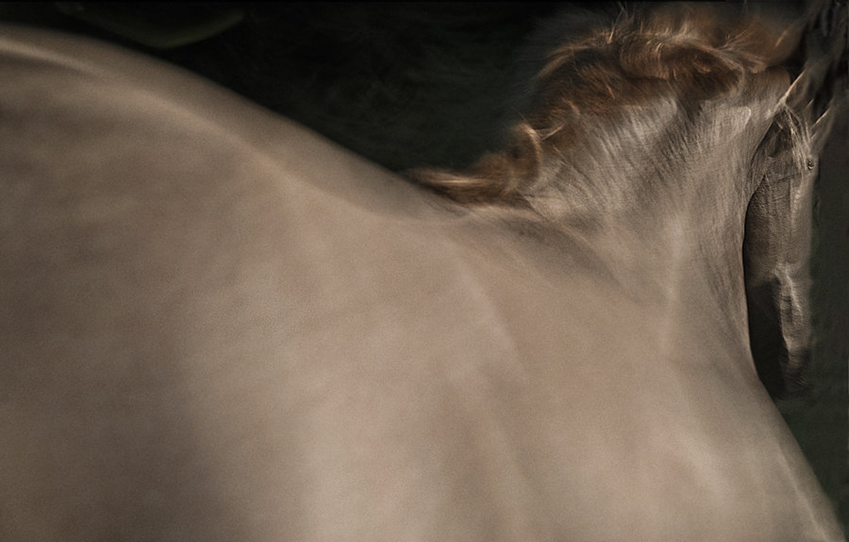 Equina Barbana by Milan Malovrh