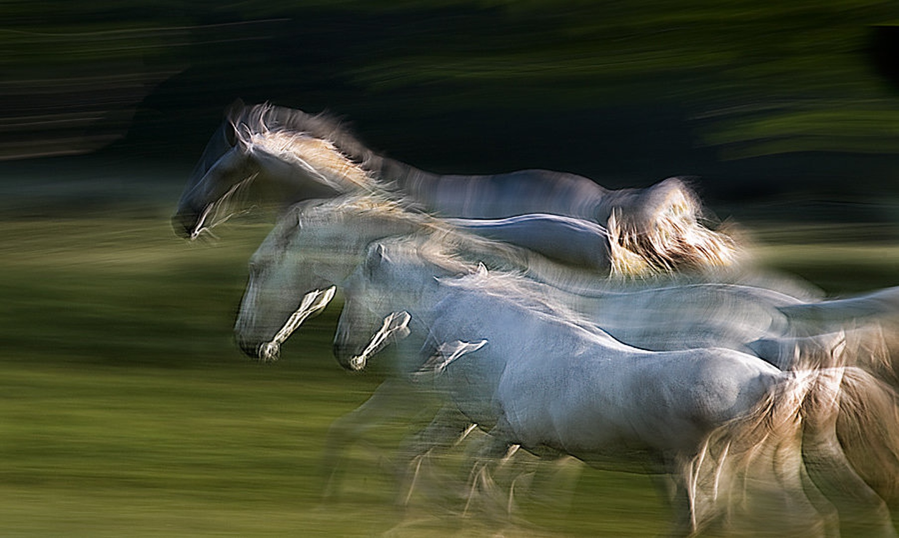 Galop by Milan Malovrh