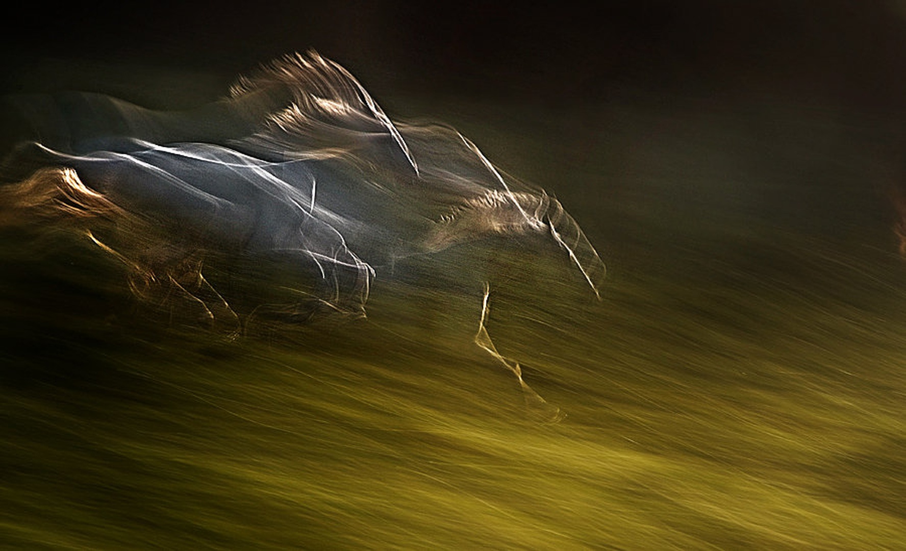 Galop by Milan Malovrh