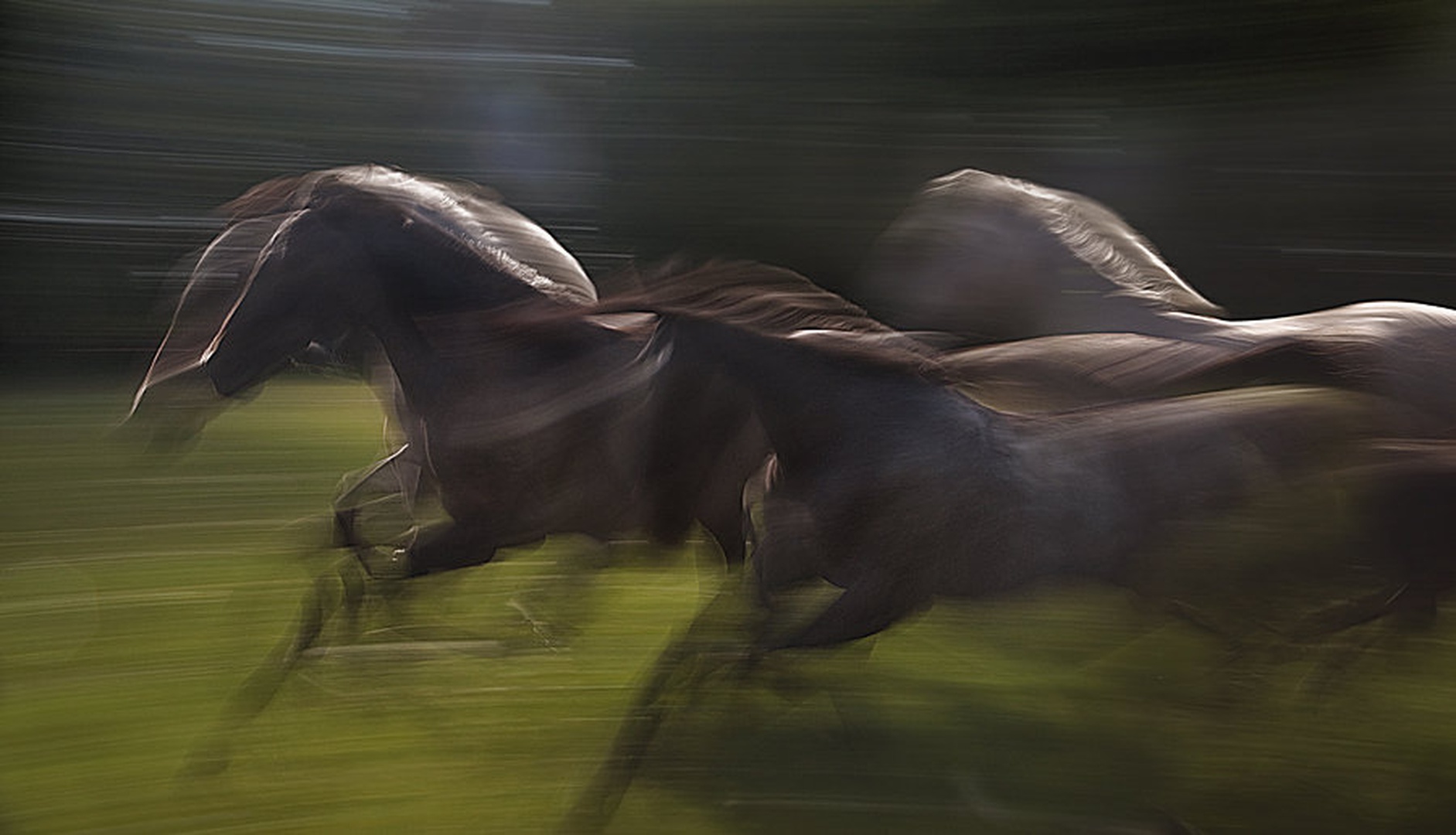 GALOP by Milan Malovrh