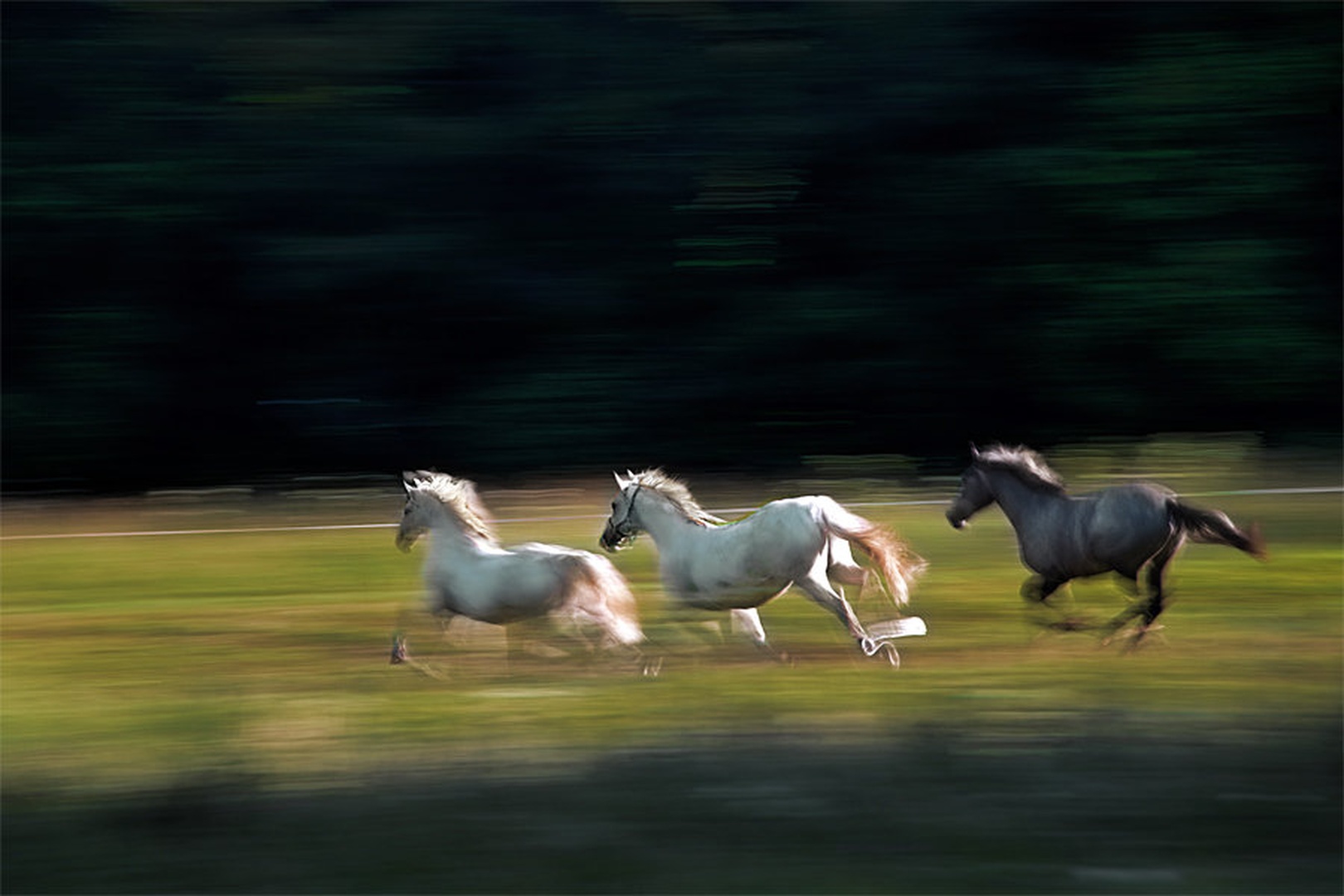 Galop by Milan Malovrh