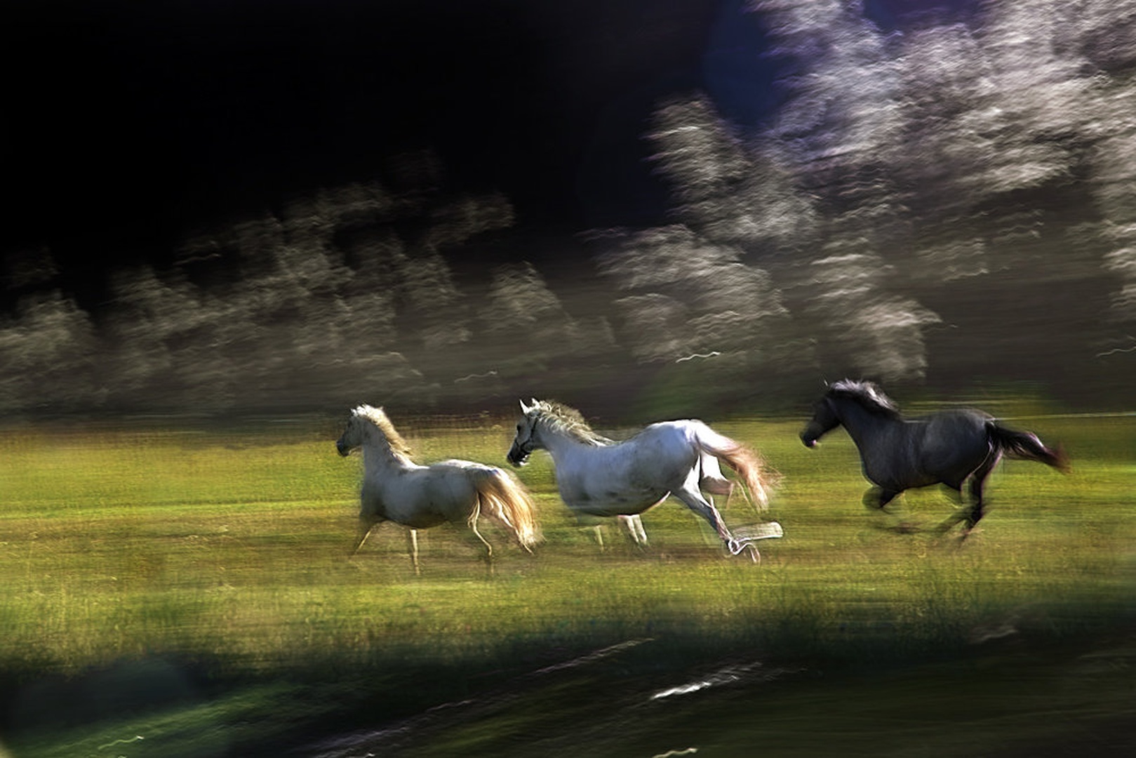 Galop by Milan Malovrh