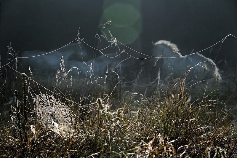 border line by Milan Malovrh