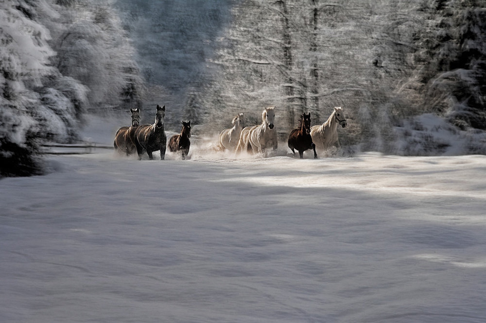 snežni galop by Milan Malovrh