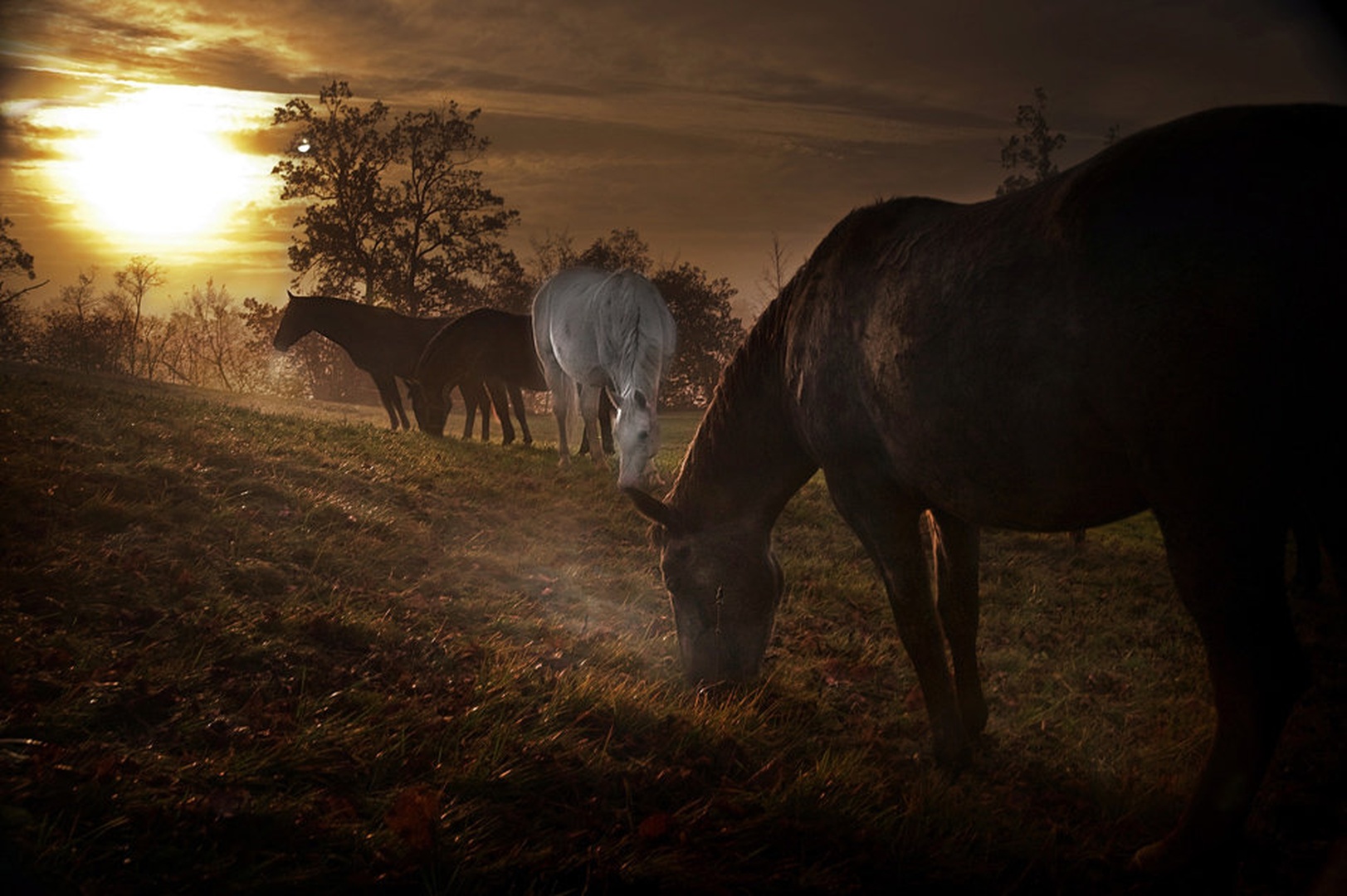 Jutro na paši by Milan Malovrh