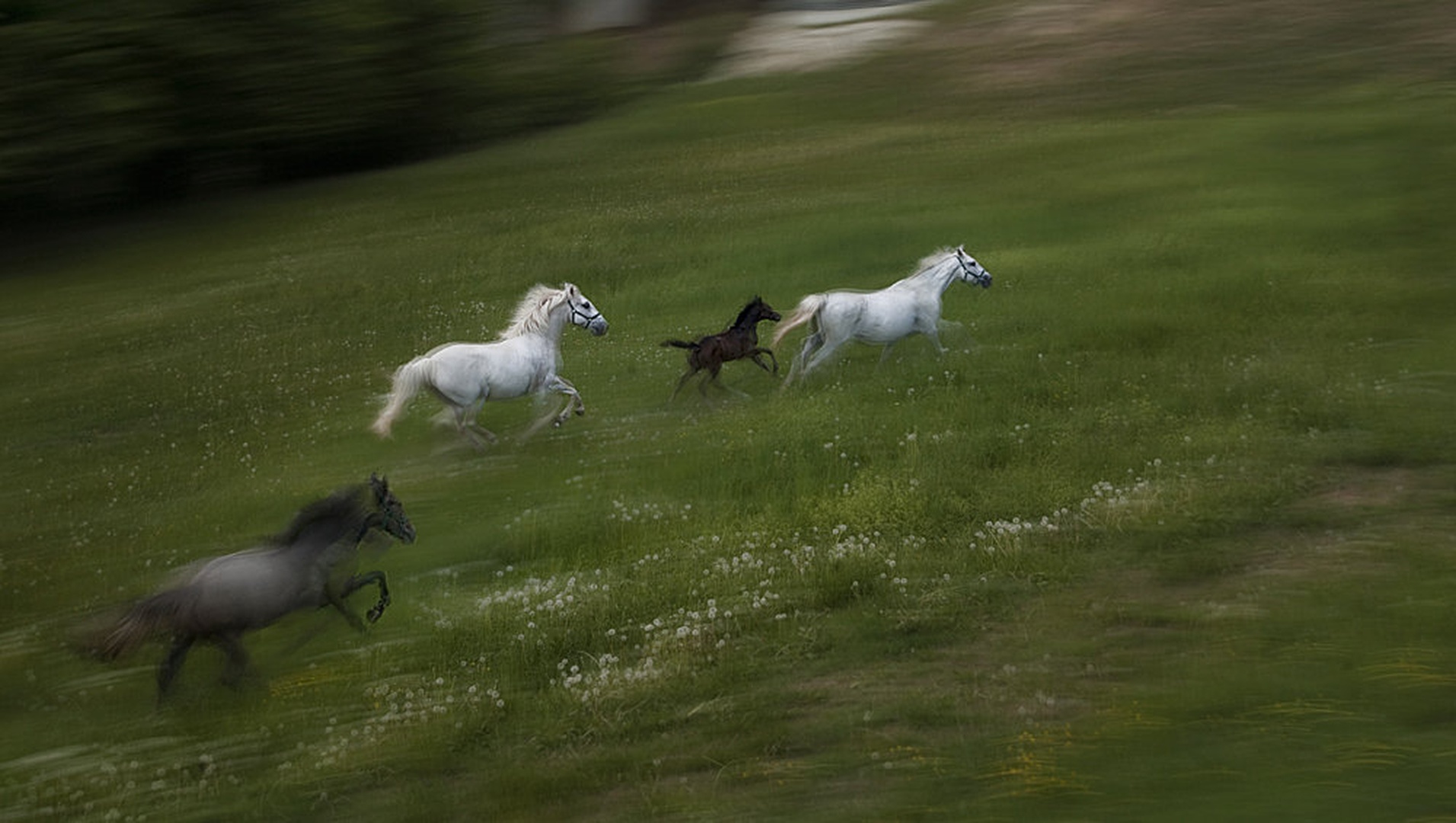 Prvi galop by Milan Malovrh