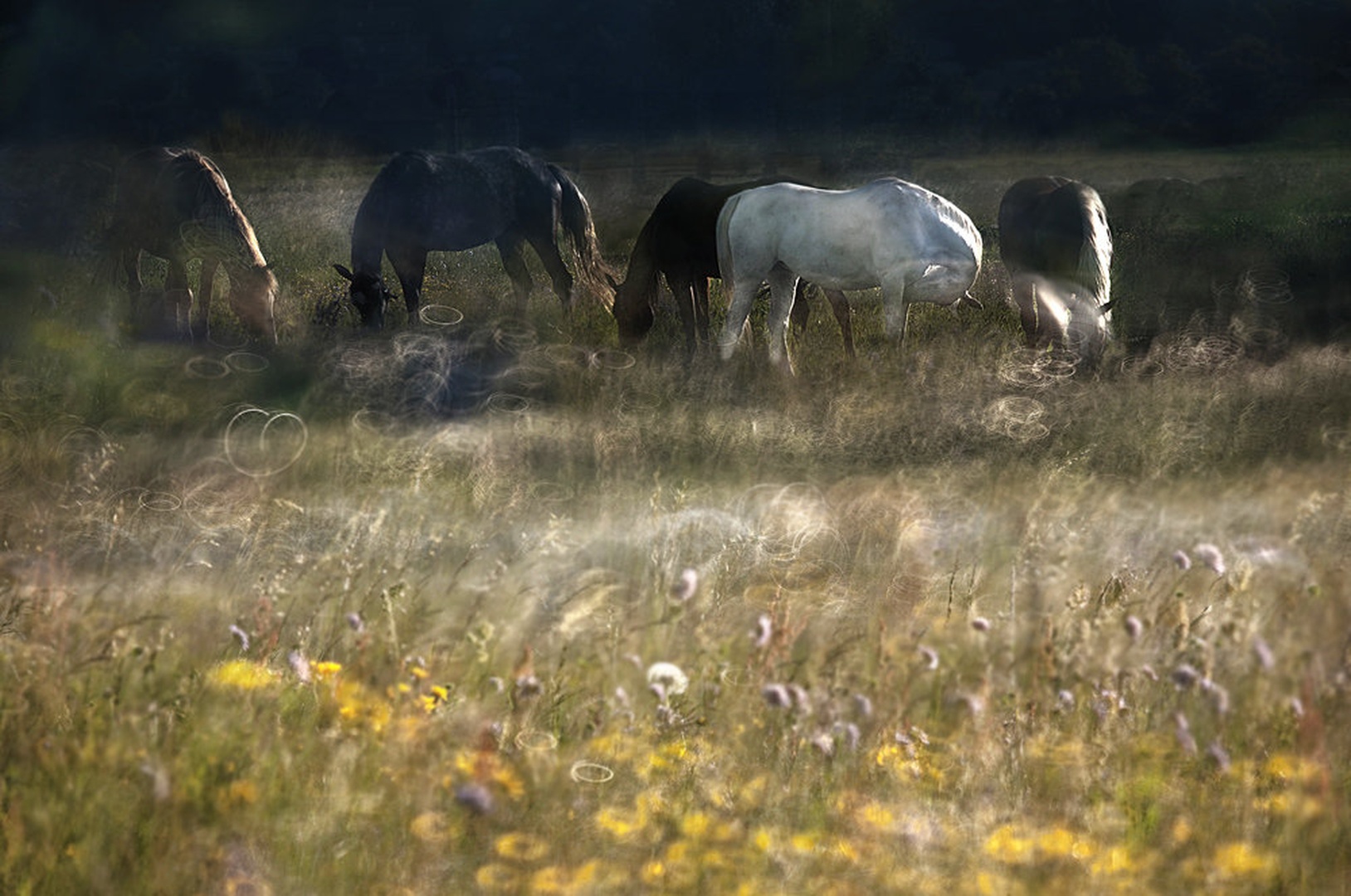Circle of life by Milan Malovrh