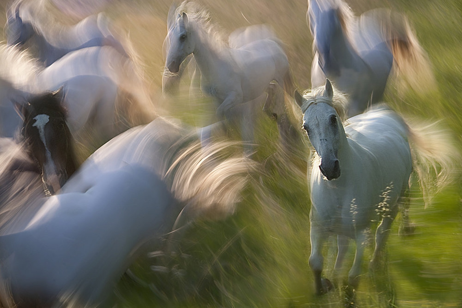 Galop in by Milan Malovrh