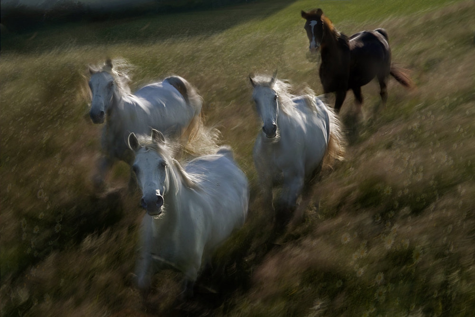 Galop by Milan Malovrh