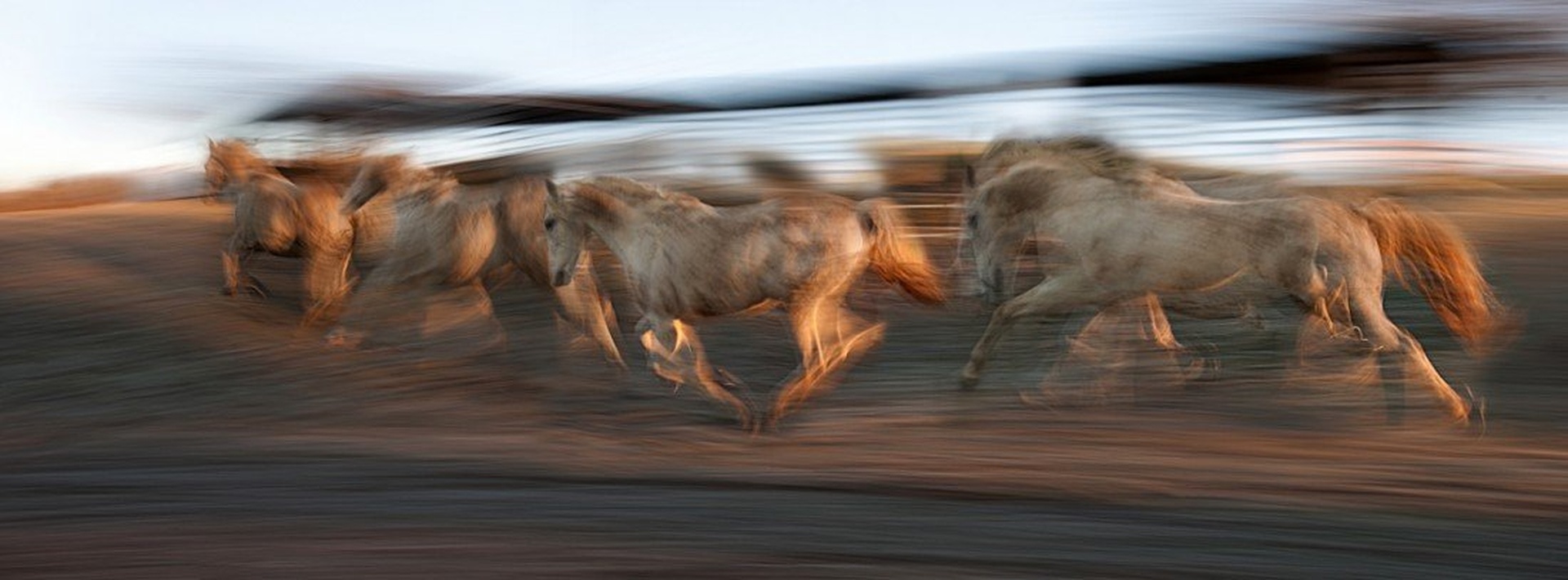Galop by Milan Malovrh