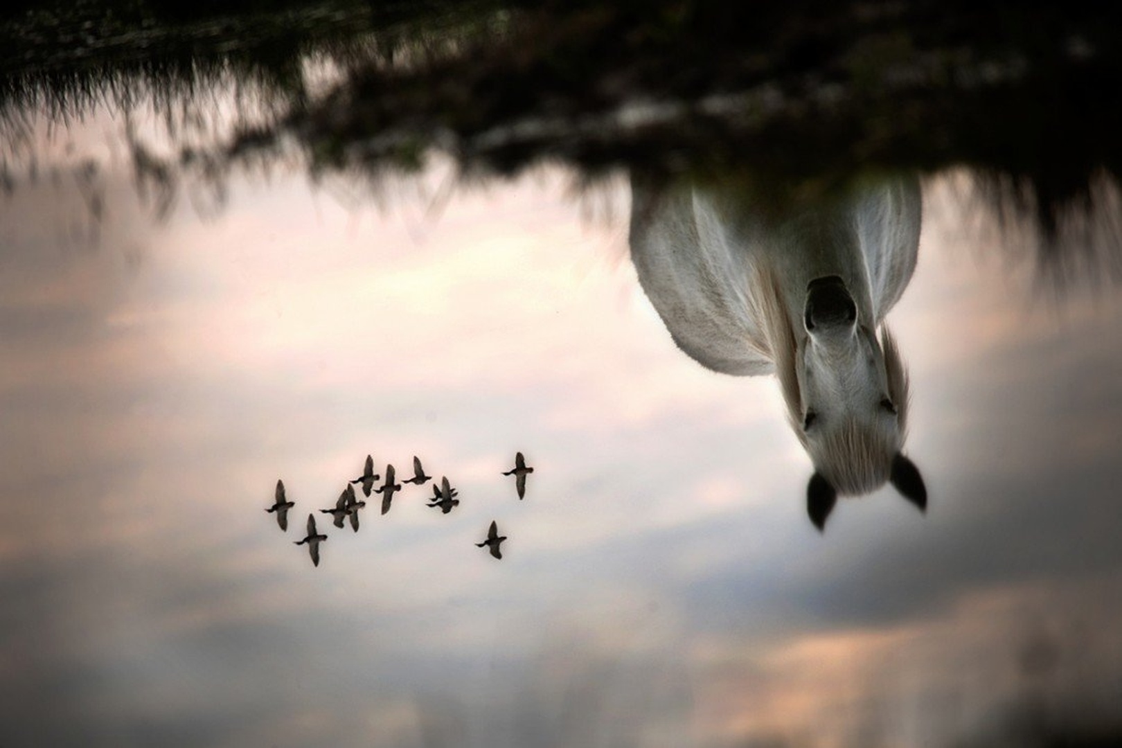Fly by Milan Malovrh