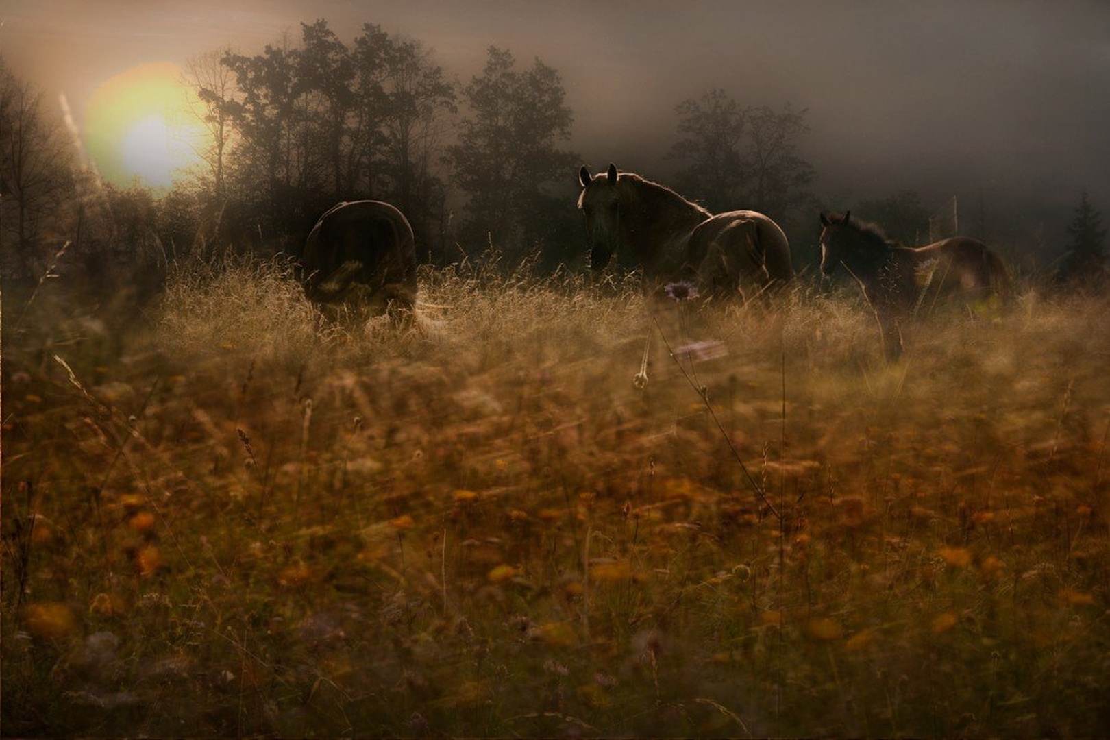 jUTRO NA PAŠI by Milan Malovrh
