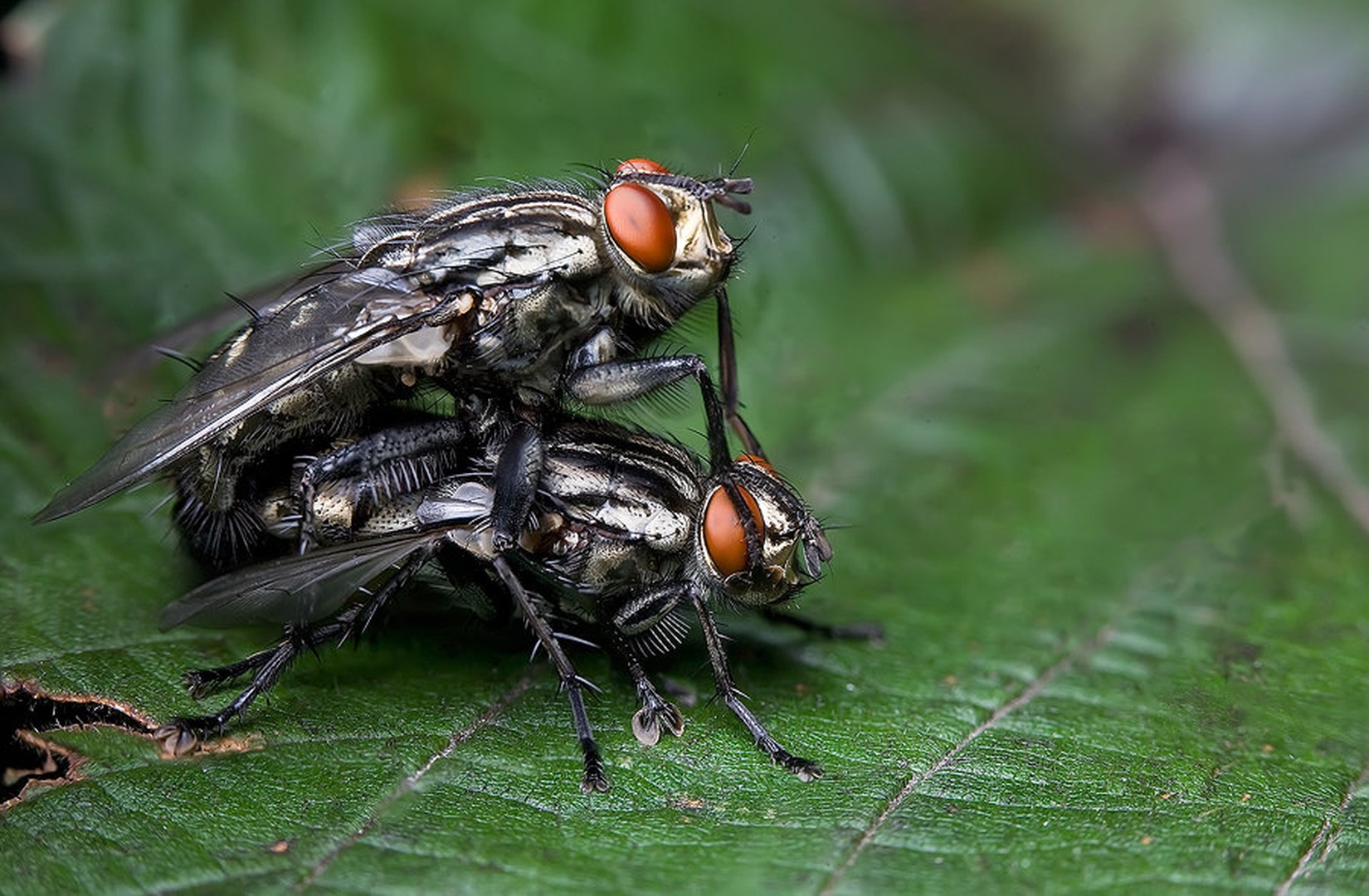 Poletna avantura by Jure Dobelšek