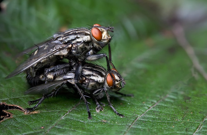 Poletna avantura by Jure Dobelšek