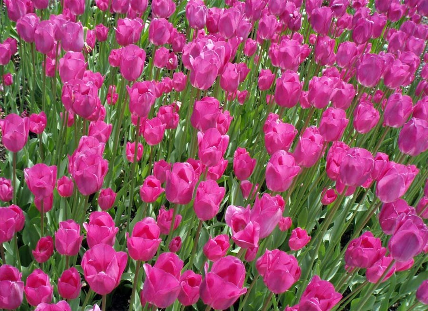 Tulipani... by Tadej