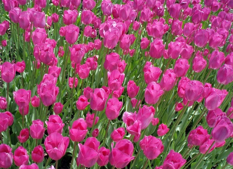 Tulipani... by Tadej