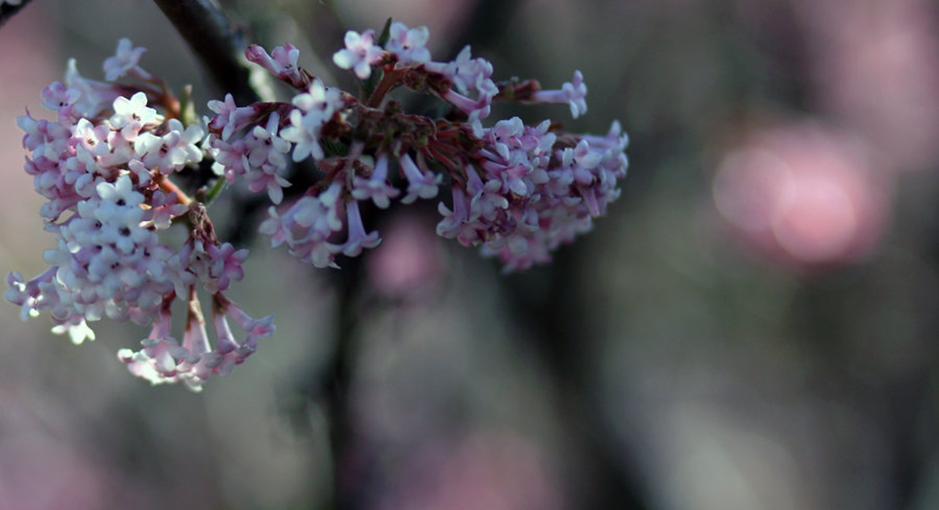 Viburnum Fragrans by Matej