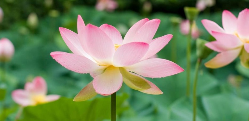 Lotus by Matej