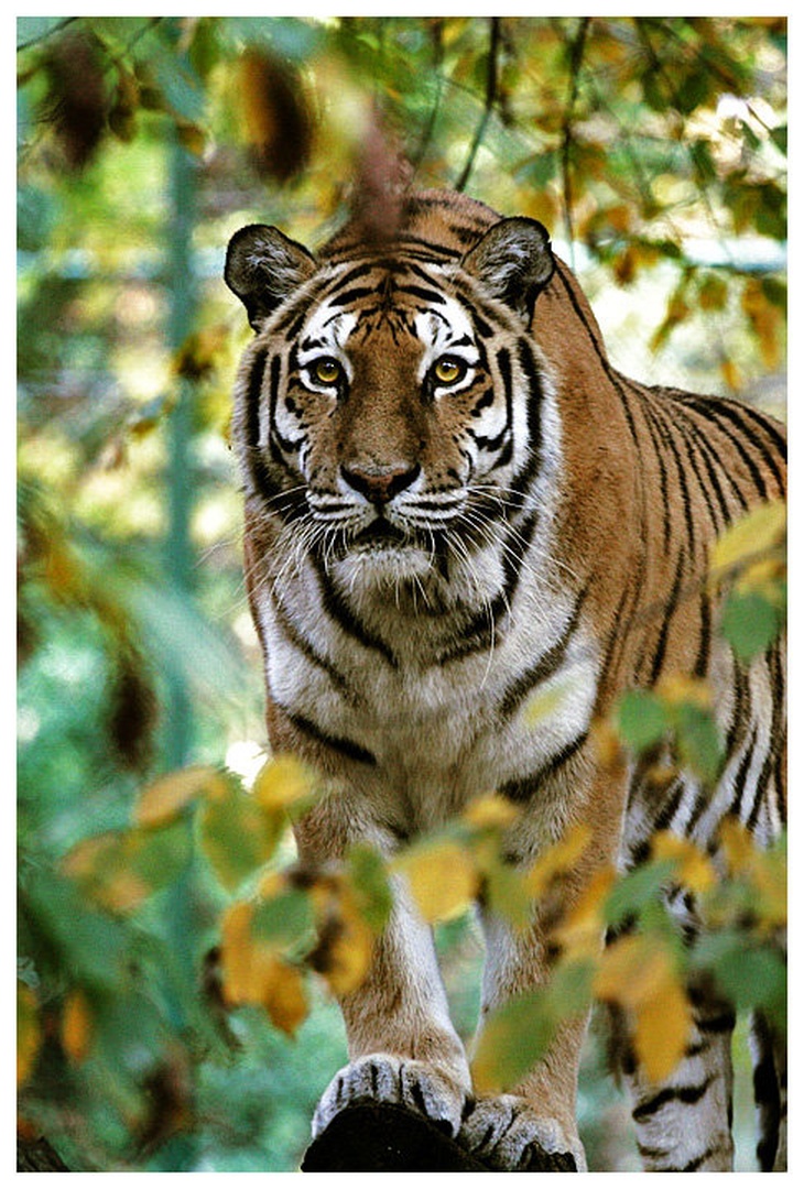 Eye of the tiger by Jernej Lasič