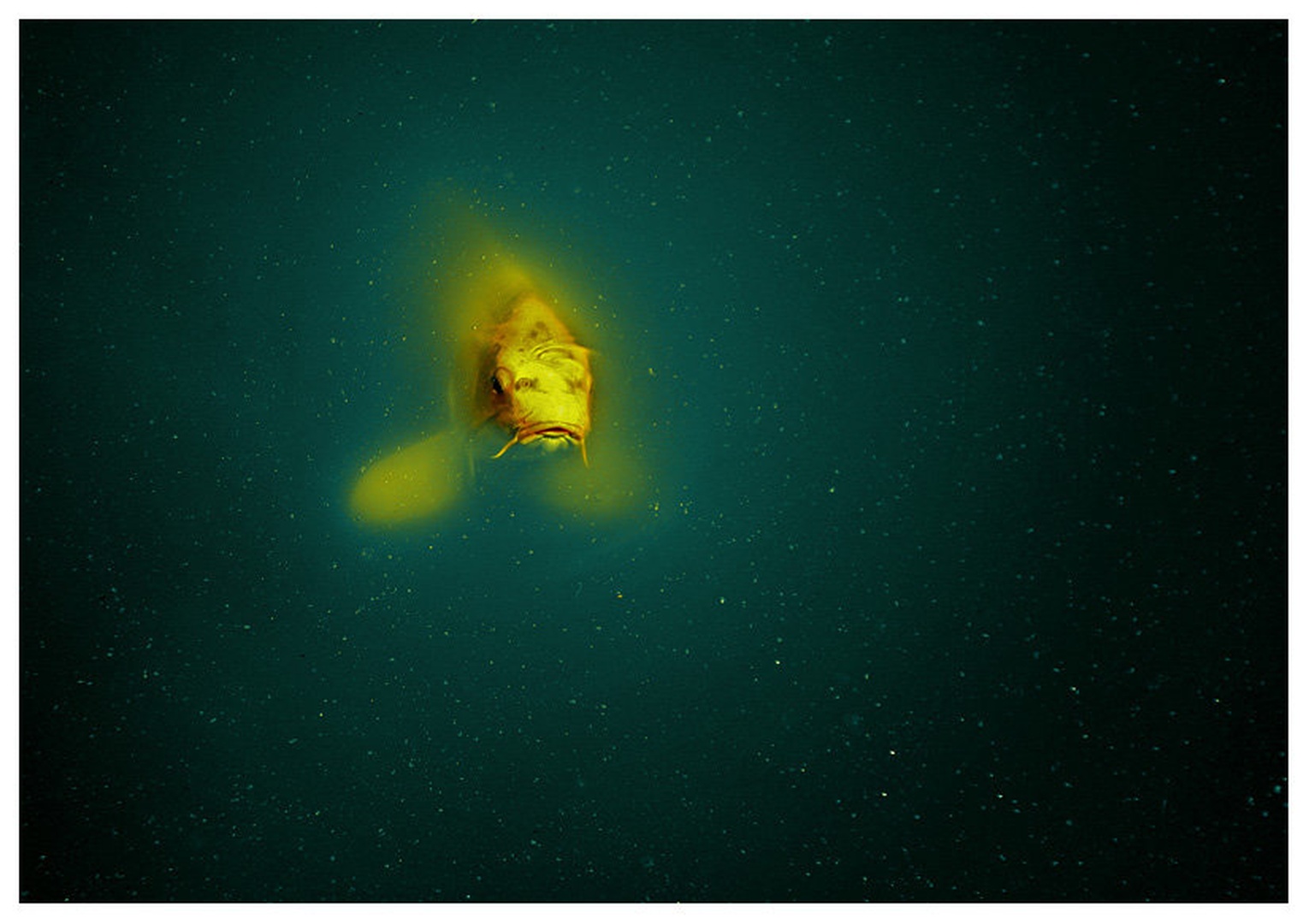 The Fish Story by Jernej Lasič