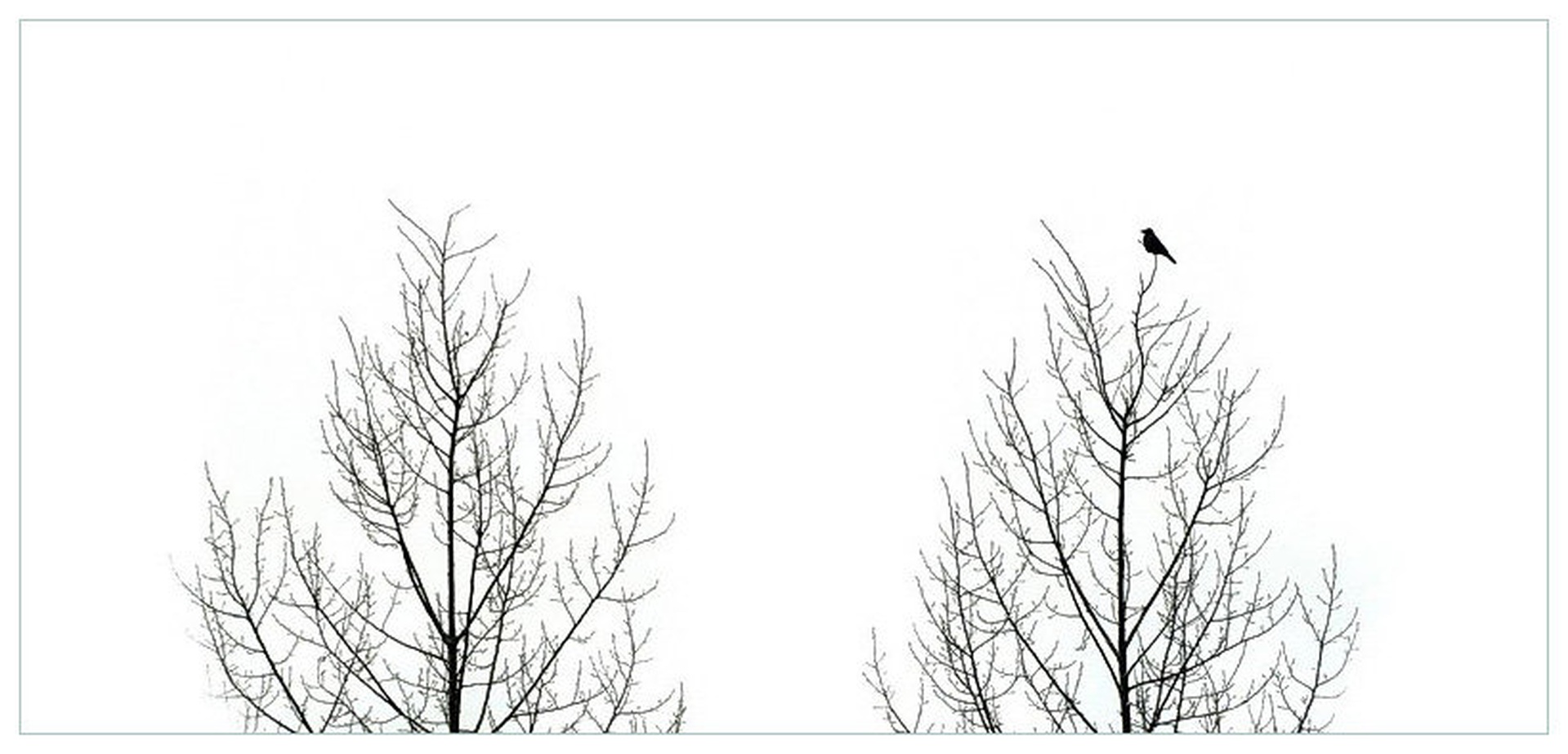 Lord of The Birds: The Two Trees by Jernej Lasič