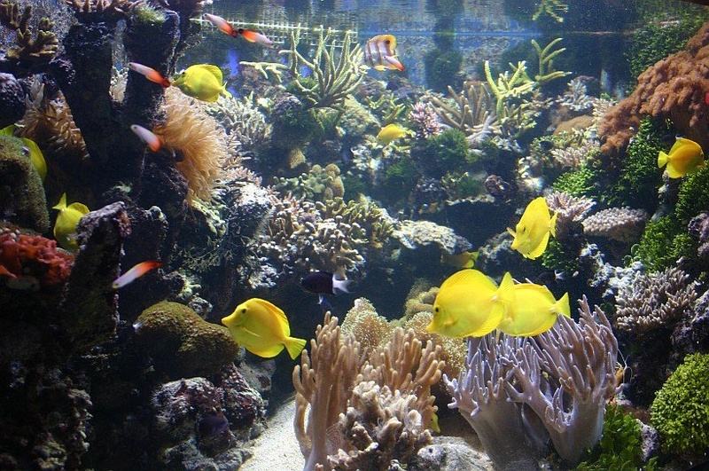 Se en akvarij by DavKo