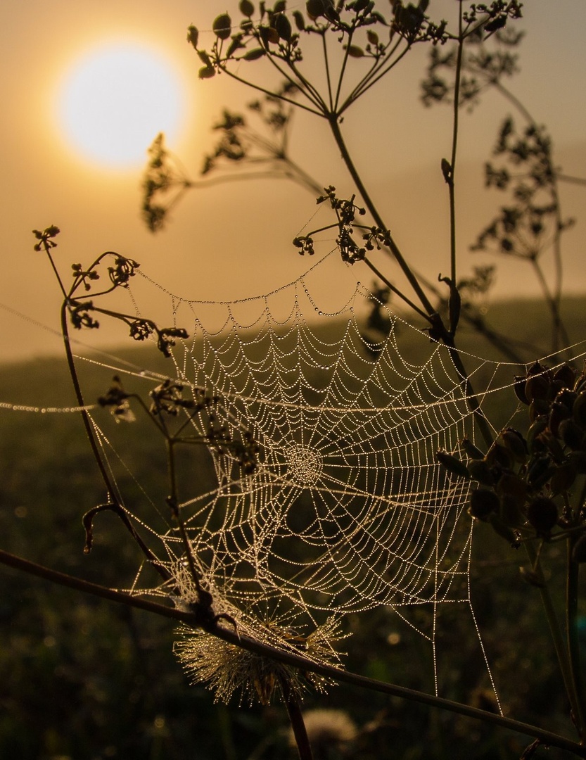Jutro by joze bur