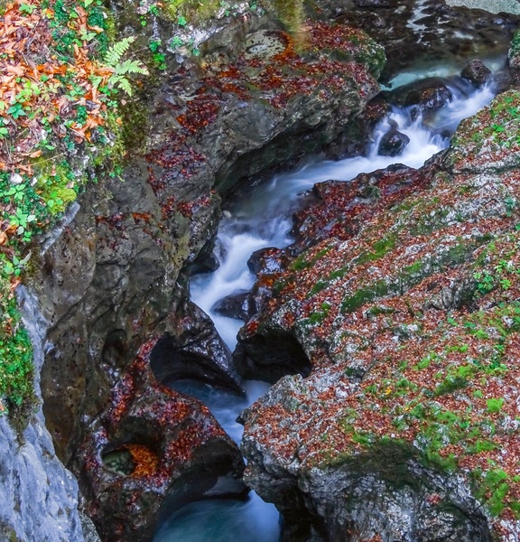 Srček by joze bur