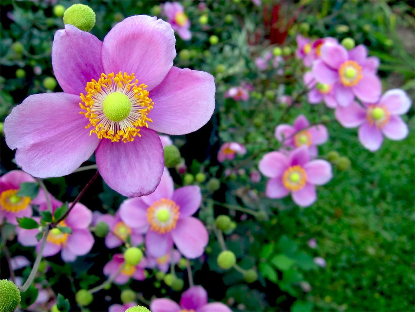 Pink by