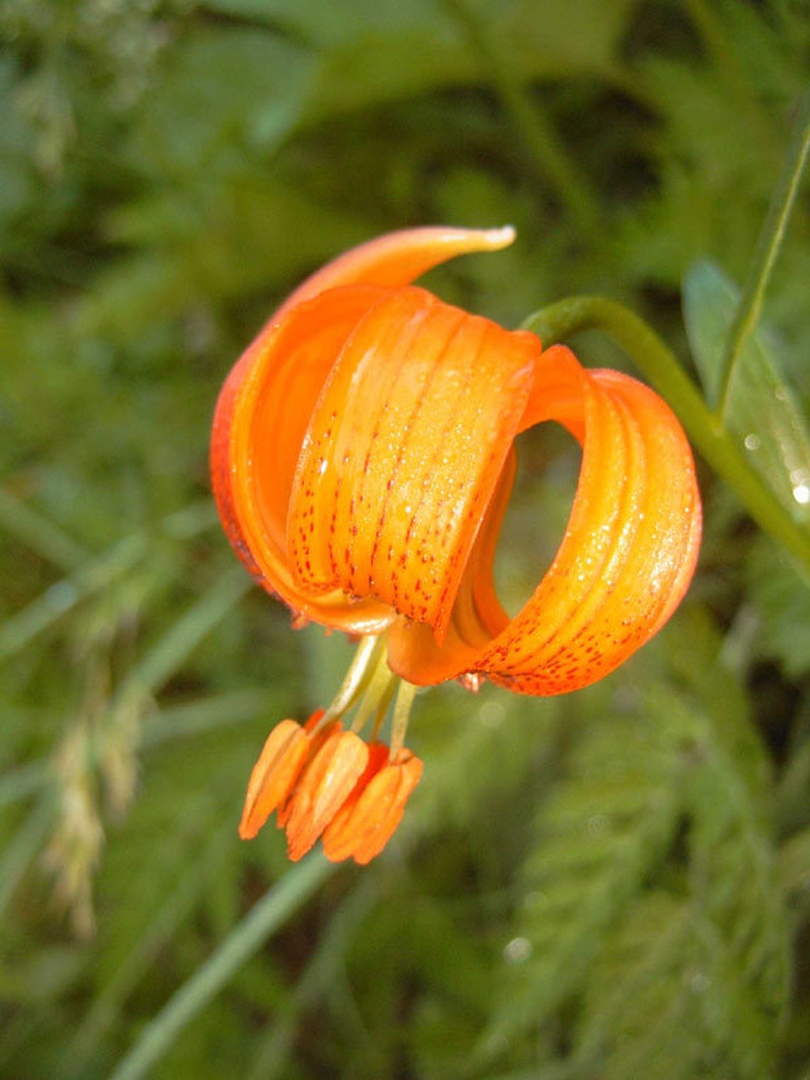 Lepota narave by