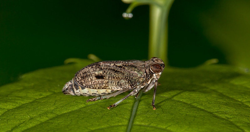 Issus coleoptratus by BubikolRamios