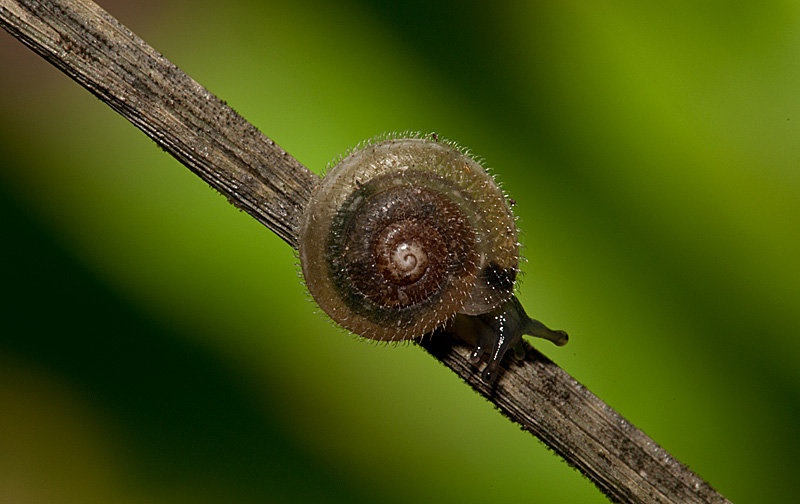 Trichia hispida by BubikolRamios