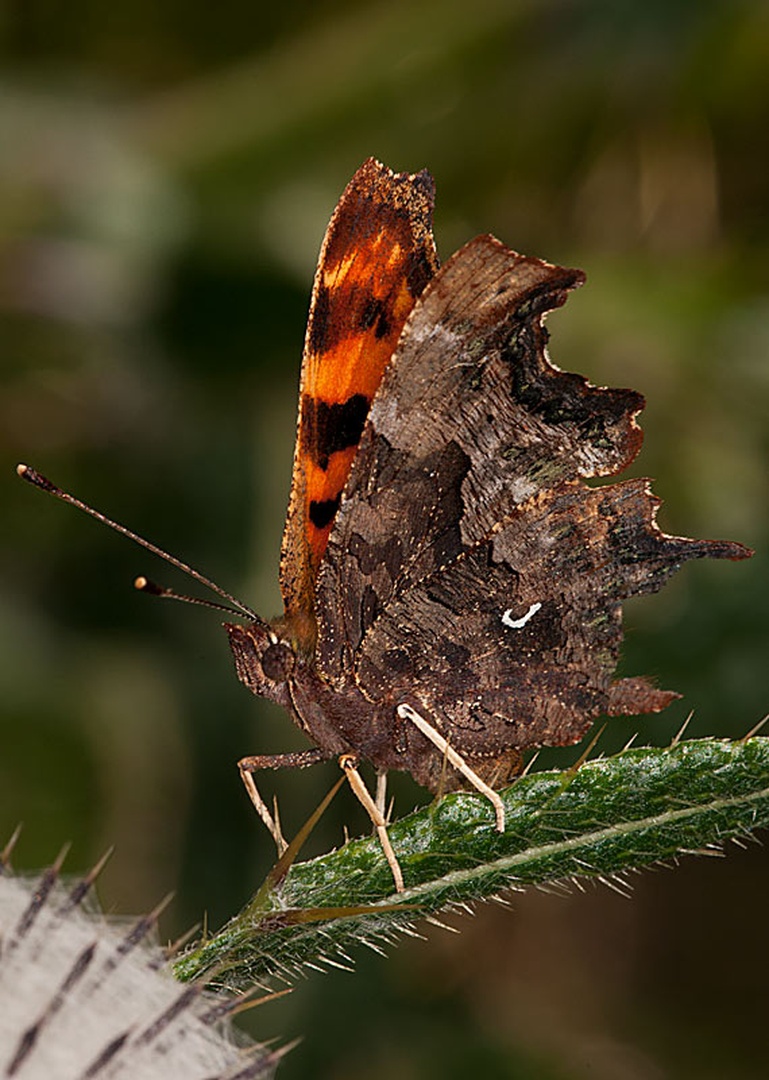 Polygonia c-album by