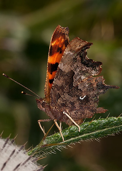 Polygonia c-album by BubikolRamios