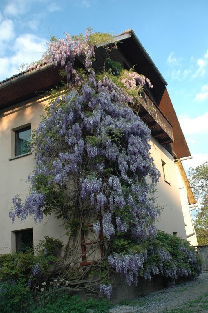 Vertikala by
