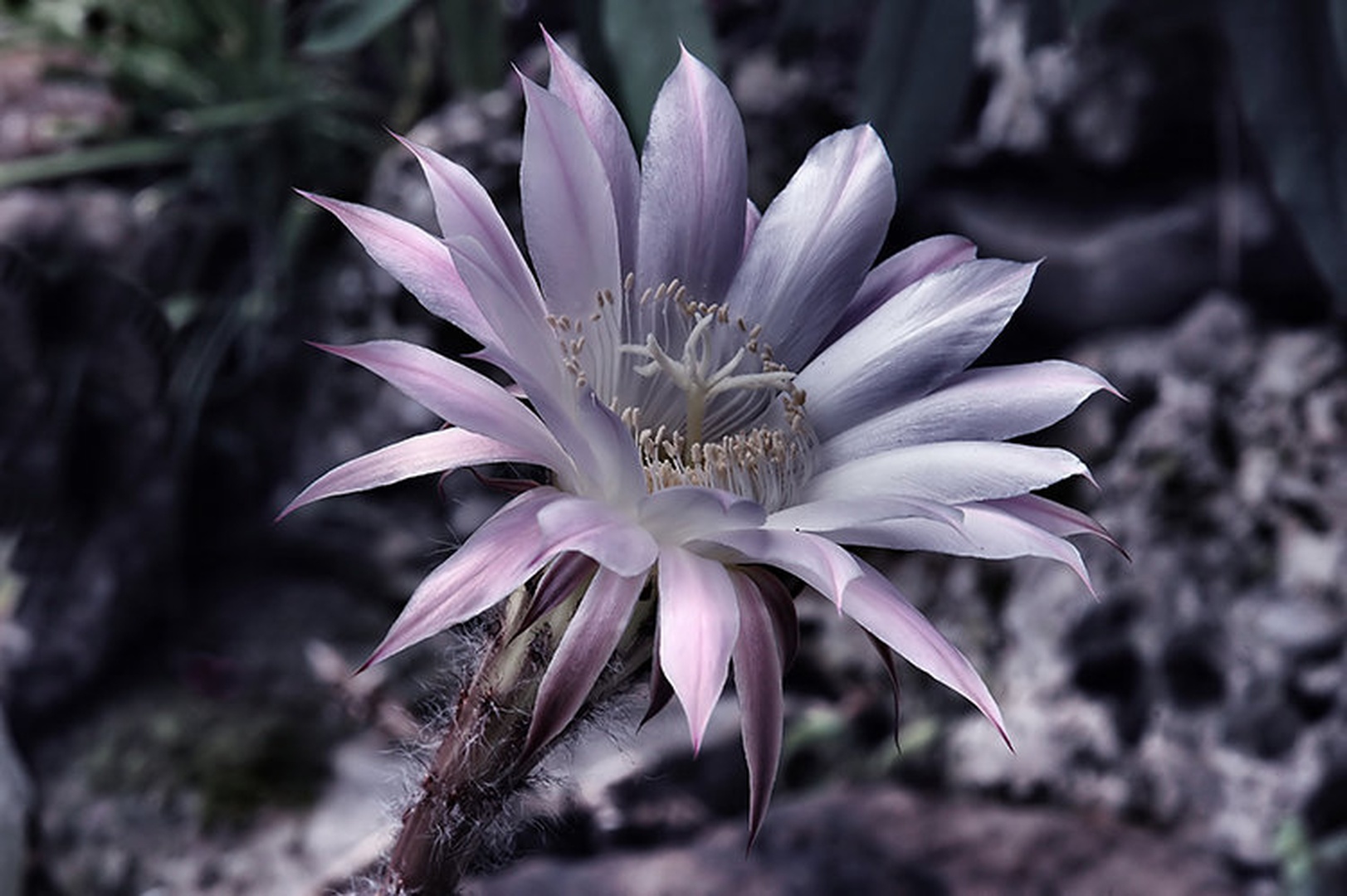 *** by