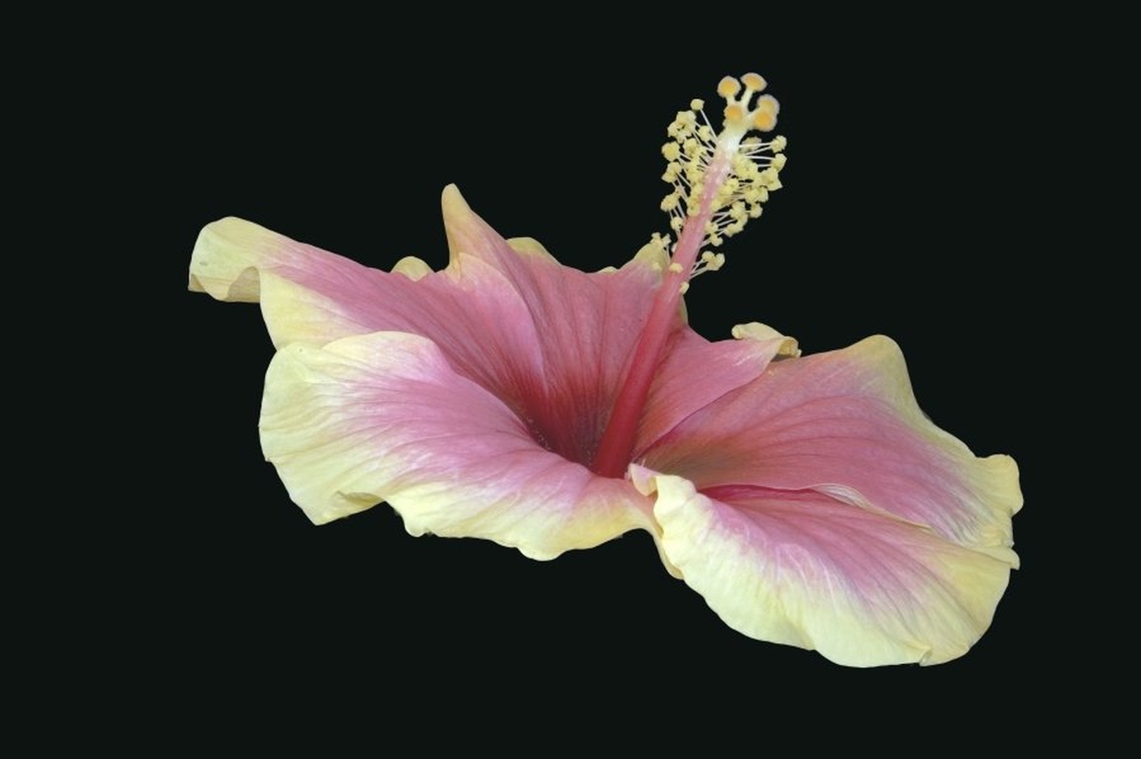 Hibiskus by