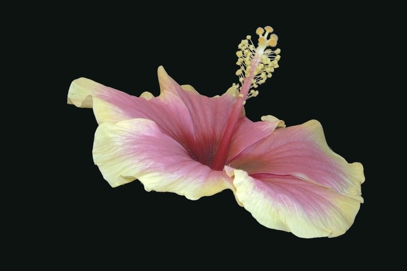 Hibiskus by BubikolRamios