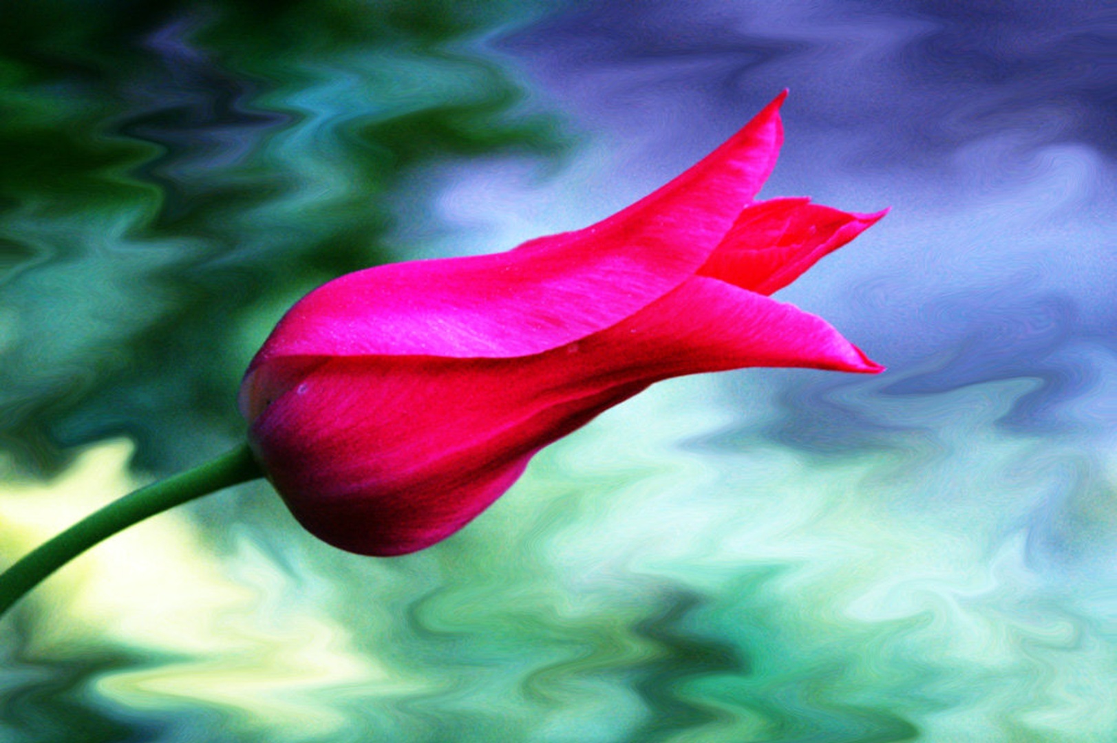 Tulipan by