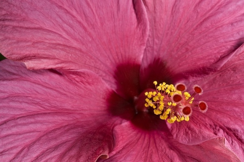 hibiskus by BubikolRamios