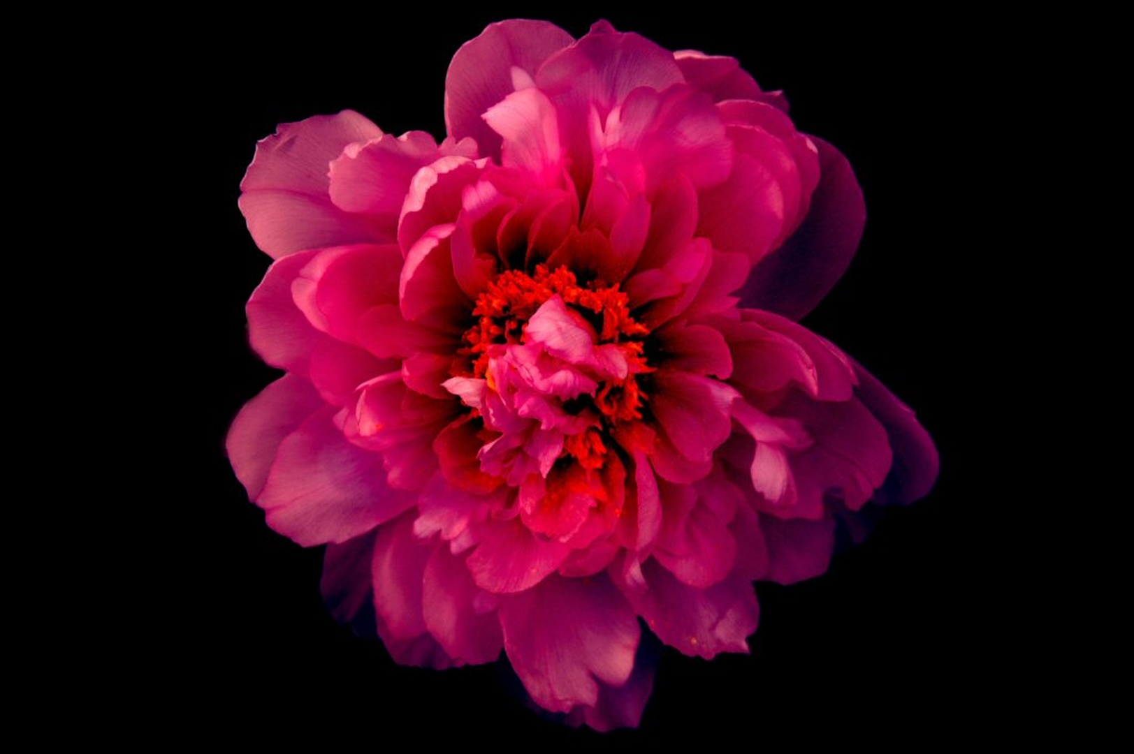 Purple flower by