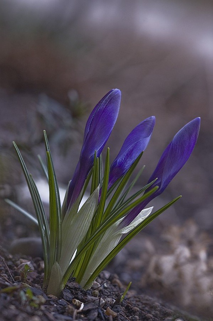 krokus by