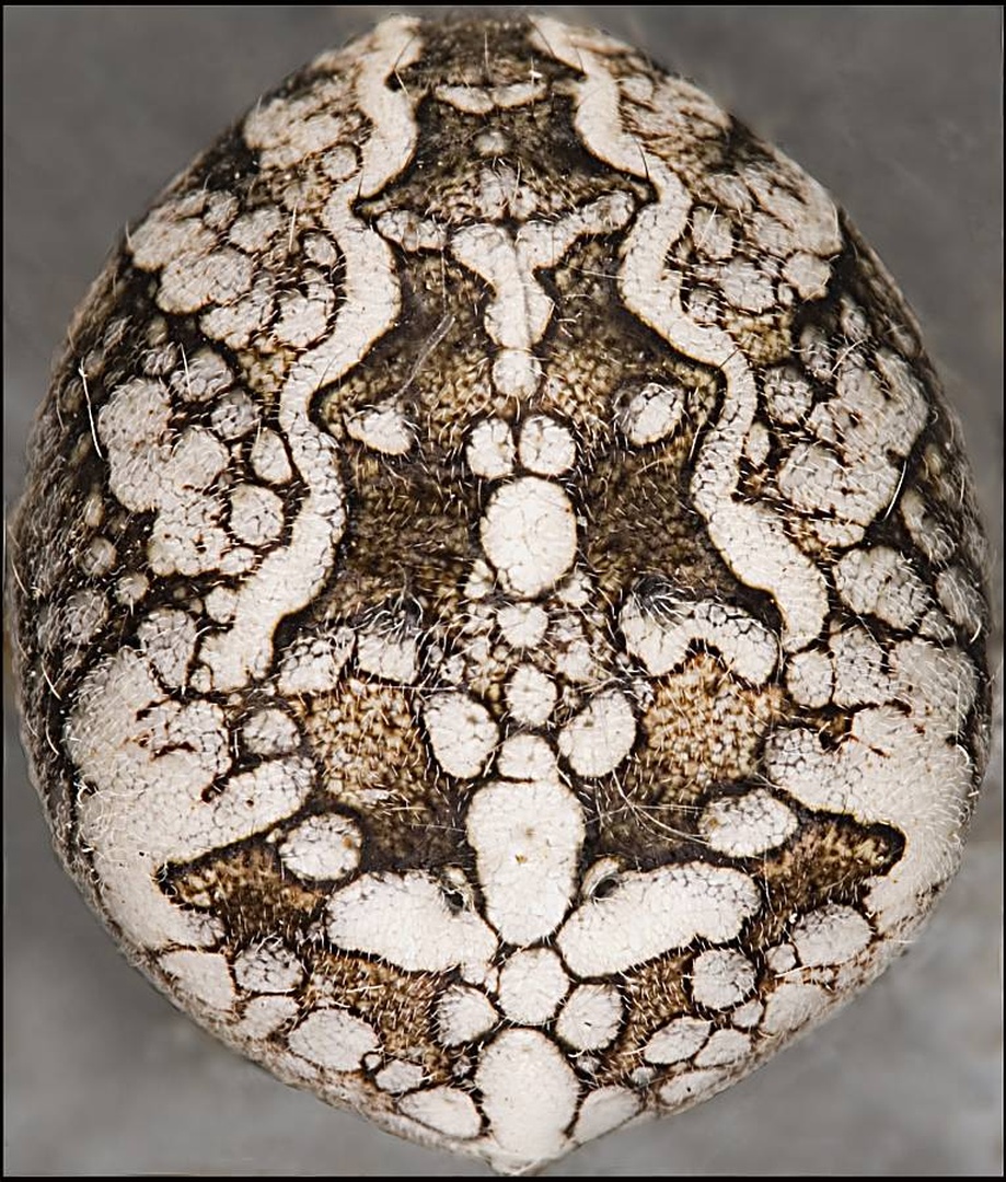 Easter egg ? by