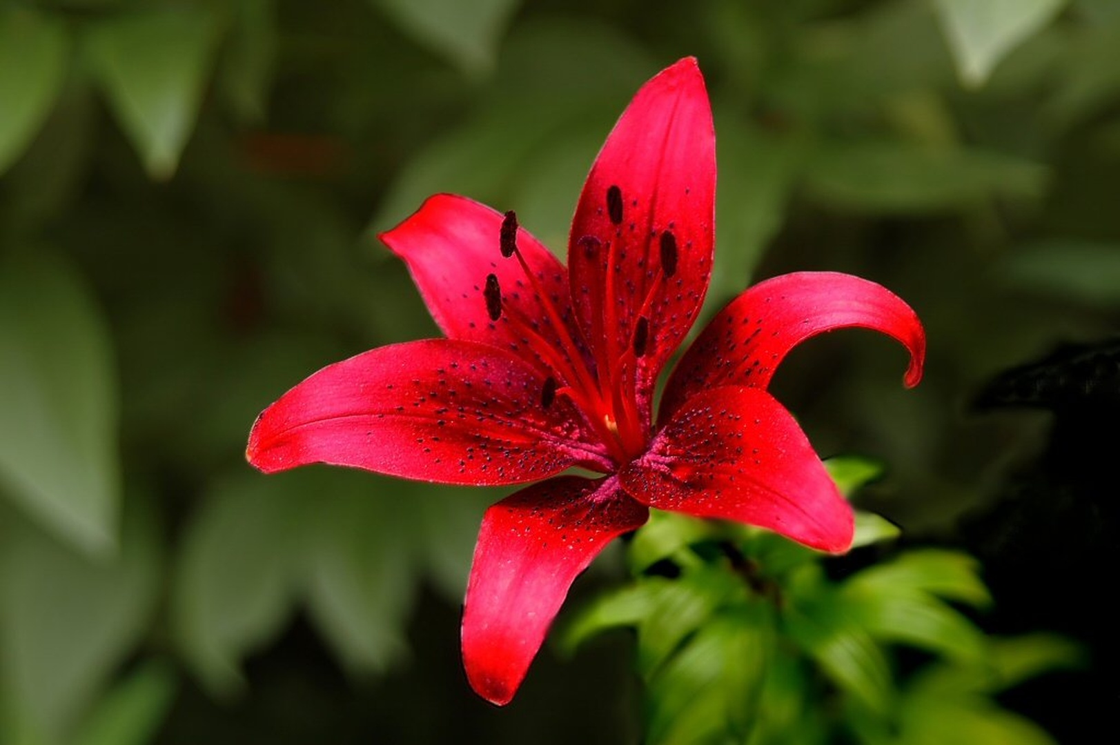 Lilija by