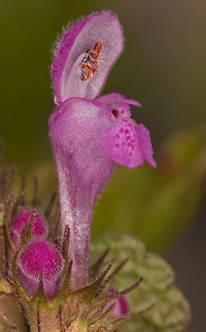 Lamium purpureum by
