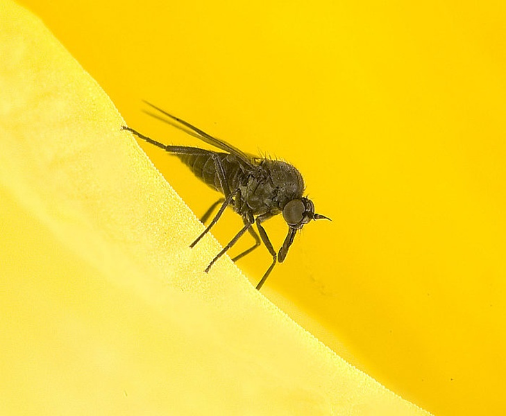 2 mm by BubikolRamios